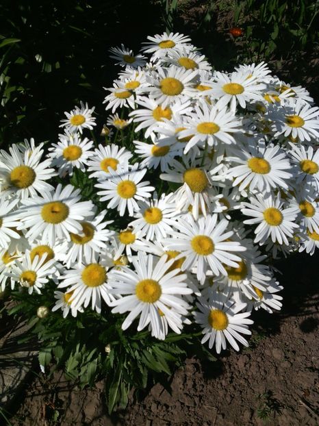  - 01-Flori din curtea mea 2017