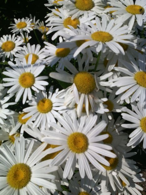  - 01-Flori din curtea mea 2017