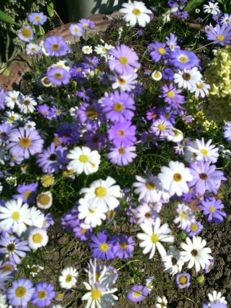  - 01-Flori din curtea mea 2017