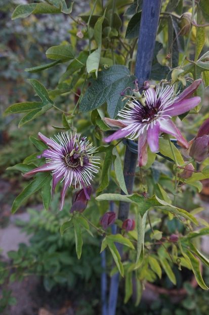  - Passiflora 2017- 2018