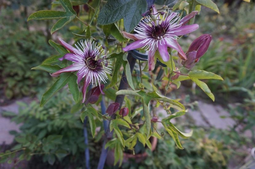  - Passiflora 2017- 2018