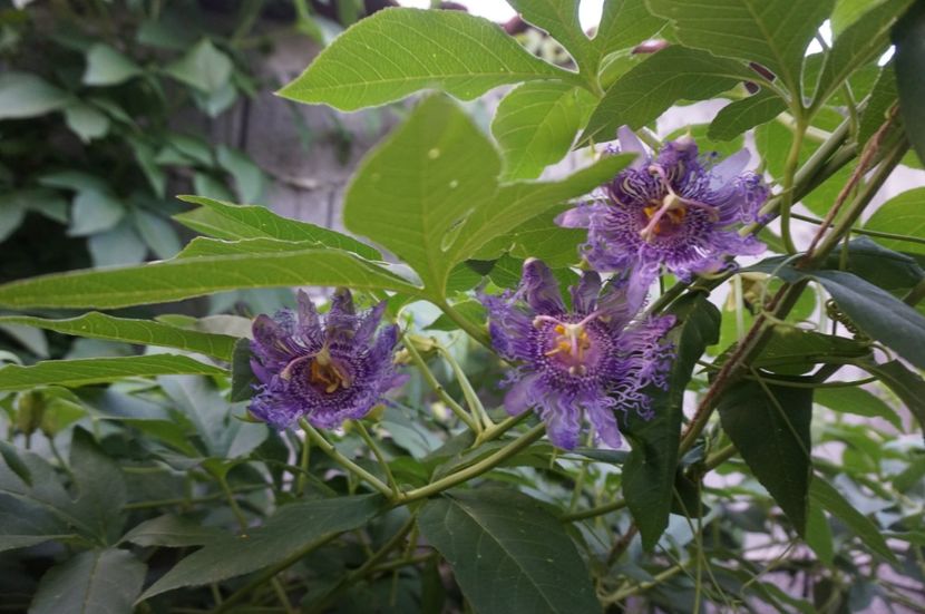  - Passiflora 2017- 2018