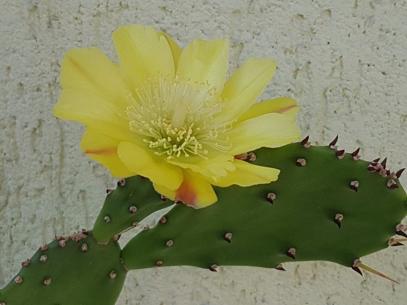 Opuntia robusta-surpriza de azi - Cactusi si plante suculente 2017-2018-2019