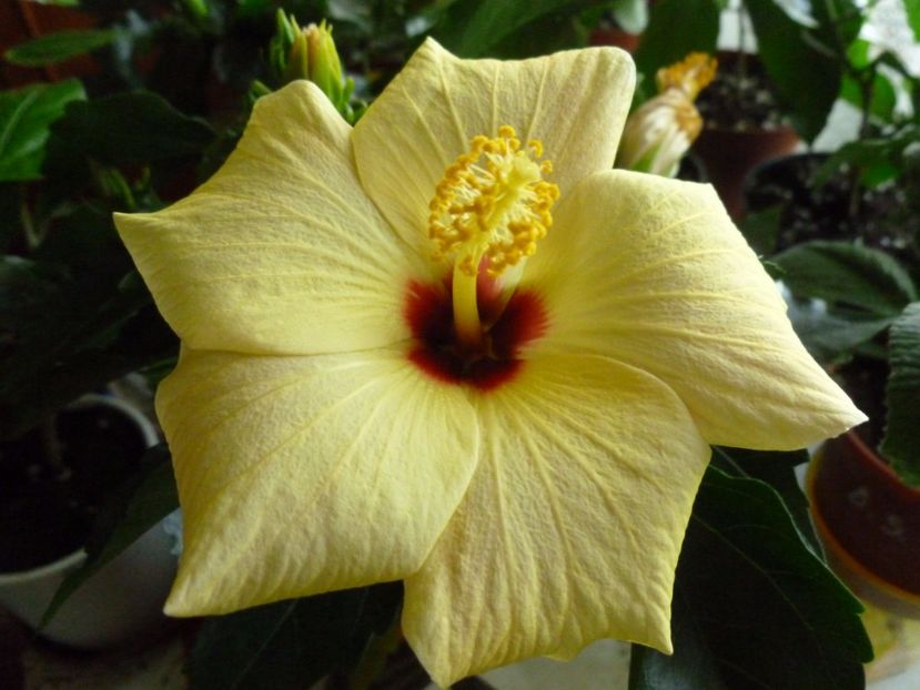  - 0 Zambetul florilor continua