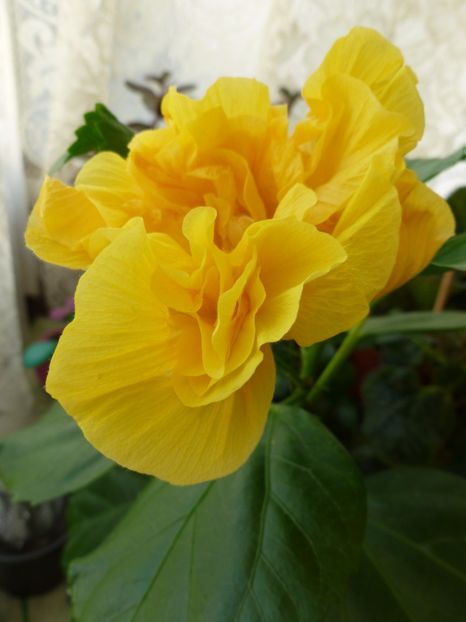  - 0 Zambetul florilor continua