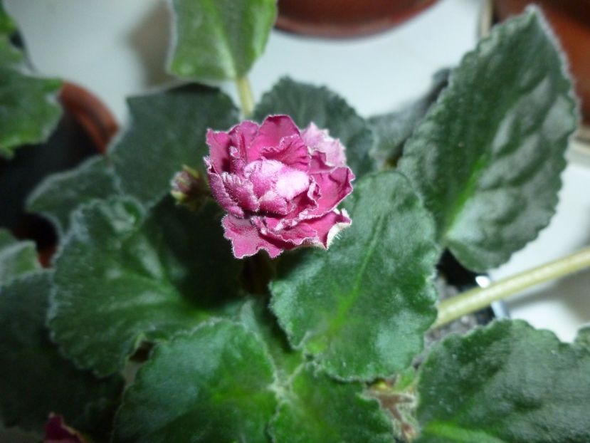  - 0 Zambetul florilor continua