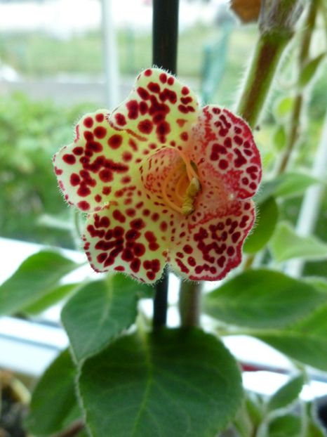  - 0 Zambetul florilor continua