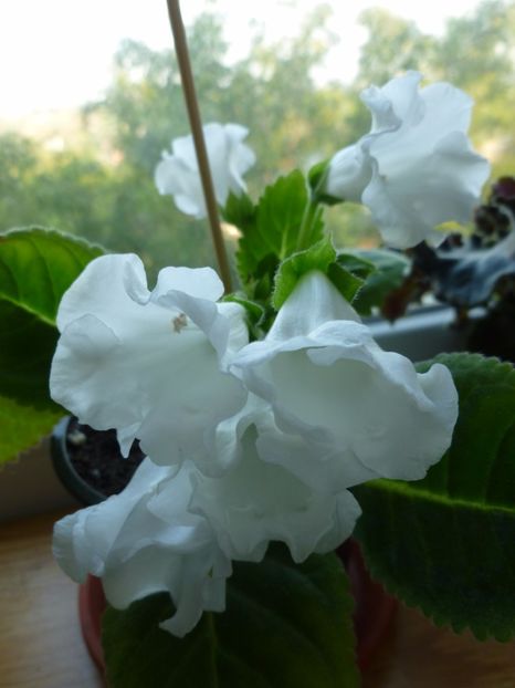  - 0 Zambetul florilor continua