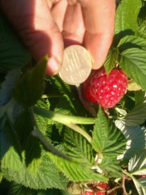  - oferta primavara 2018