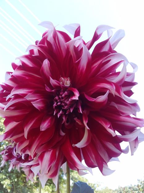  - AAAA_DALII 2015_2017_2018_2019_2020_2023