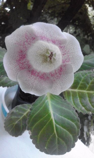 Tigrina Pink - GLOXINII 2017