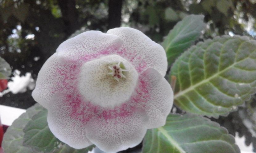 Tigrina Pink - GLOXINII 2017