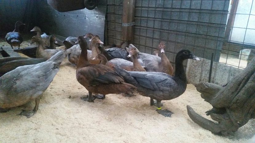 spate in spate - Bomboane asortate 2017