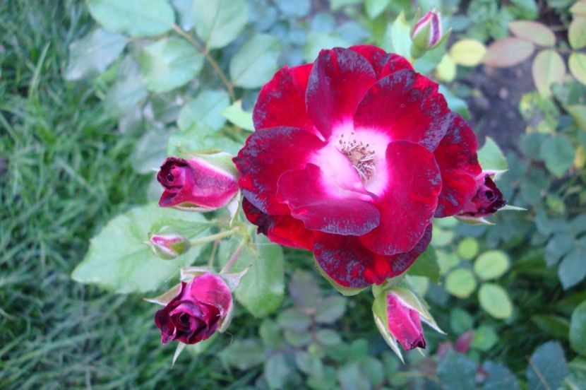  - Patrick Poivre d Arvor