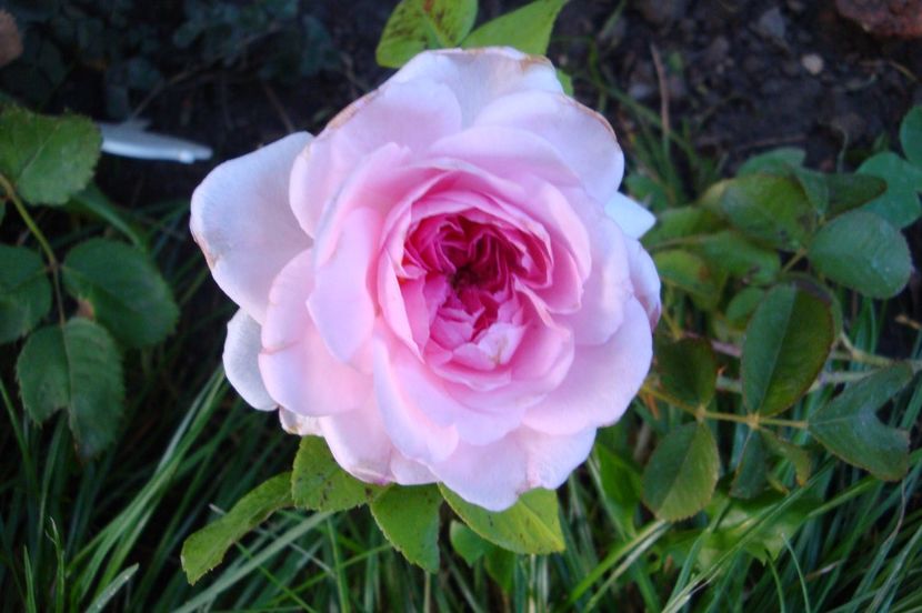  - The Ambridge Rose