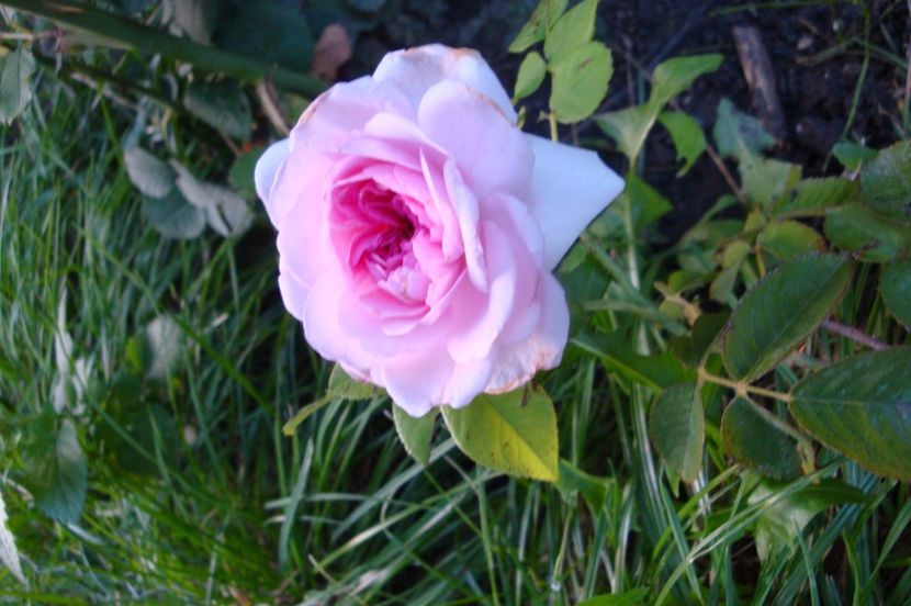  - The Ambridge Rose