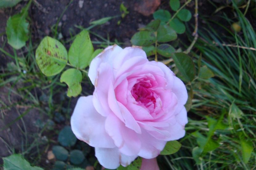  - The Ambridge Rose
