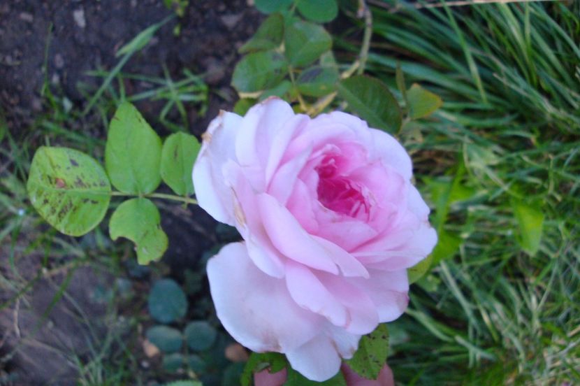  - The Ambridge Rose