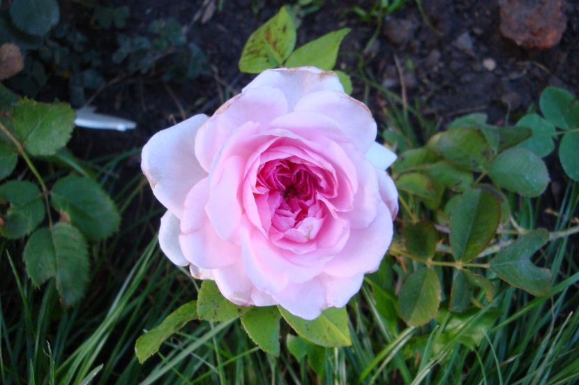  - The Ambridge Rose