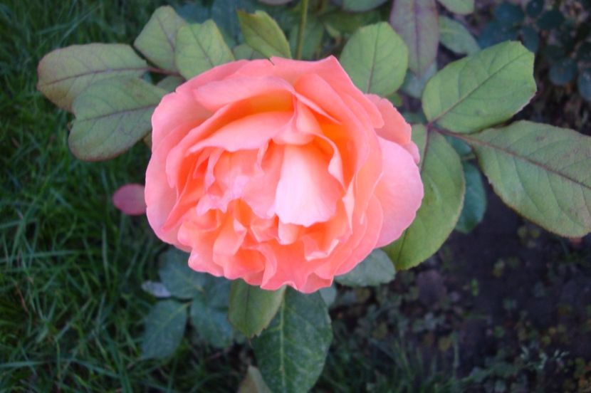  - Lady Emma Hamilton