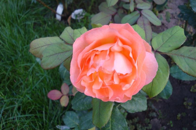  - Lady Emma Hamilton