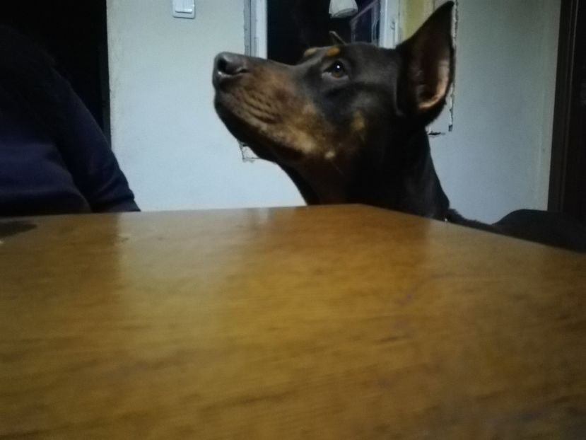  - Caini Dobermani