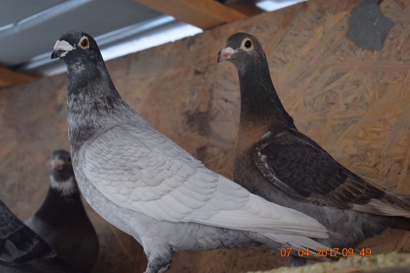  - Porumbei la Gramada pentru 2016