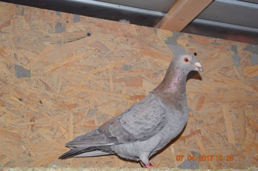  - Porumbei la Gramada pentru 2016