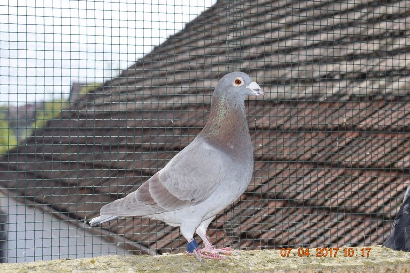  - Porumbei la Gramada pentru 2016