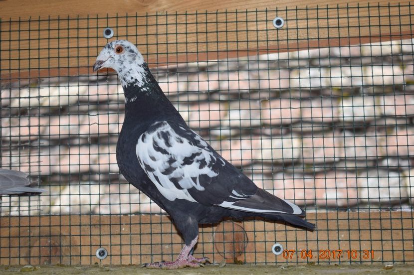  - Porumbei la Gramada pentru 2016