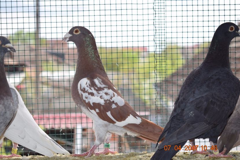  - Porumbei la Gramada pentru 2016