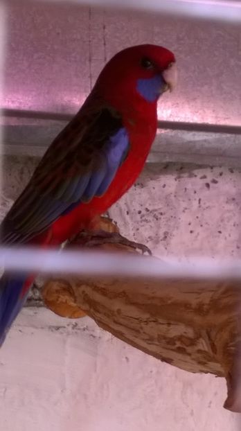  - De vanzare papagali rosella penant pui inelati 2017