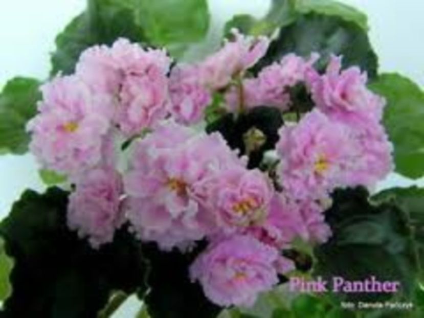 Pink Panther poza net - ZZ Pink Panthere -Rozovaya Pantera