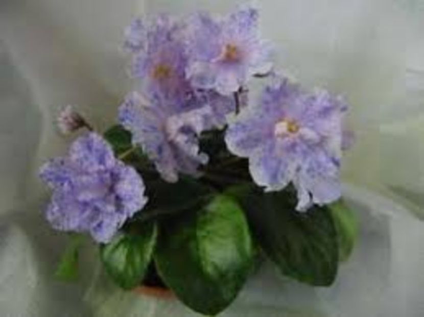 RS Nayada poza net - ZZ RS Nayada