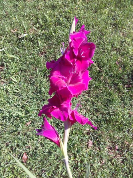  - AAAA_GLADIOLE 2015_2017_2018_2019