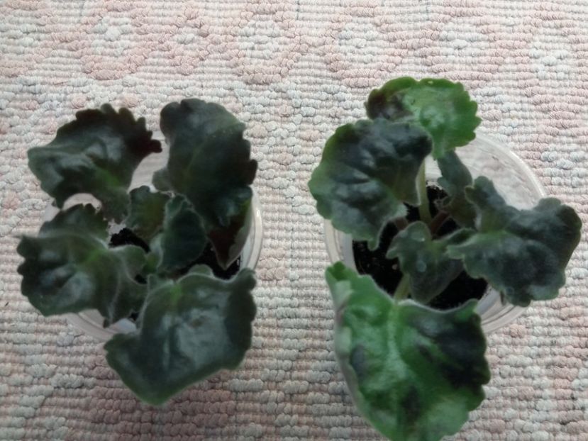 17 august - Purple Passion Sport