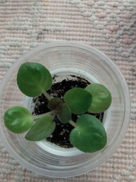 17 august - ZZ Chanson