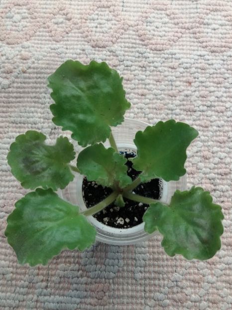 17 august - ZZ Reigning Beauty