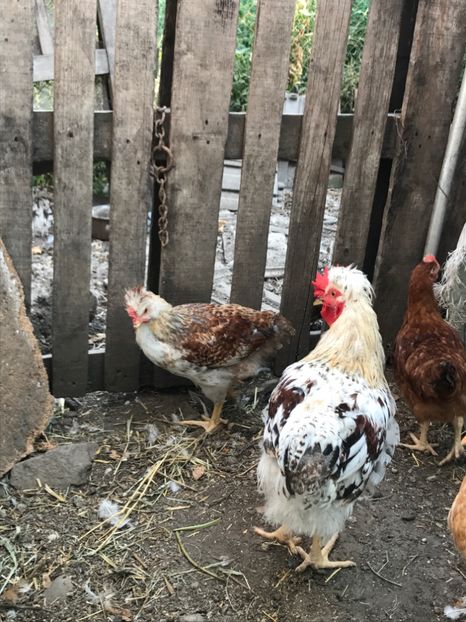  - Pasari de curte 2017