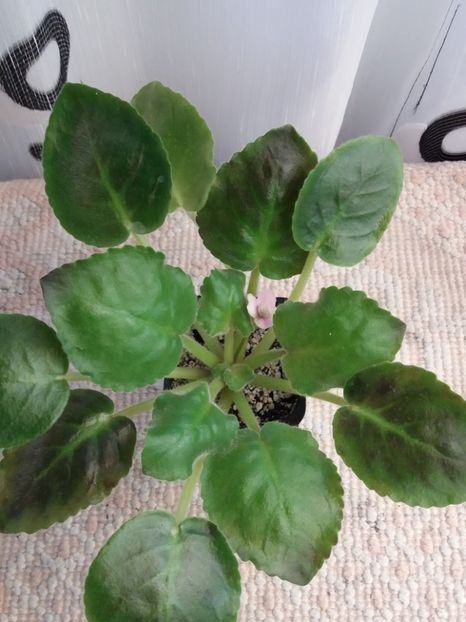 17 august - ZZ LE Samara