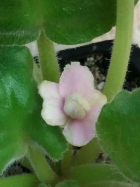 17 august - ZZ LE Samara