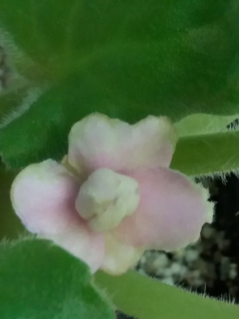 17 august - ZZ LE Samara