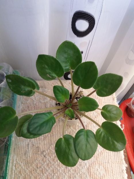 17 august - ZZ EK Babie Leto-EK Indian Summer