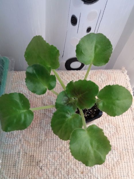 17 august - LE Pisanka