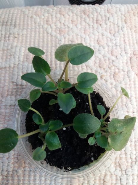 17 august - Sundown Trail