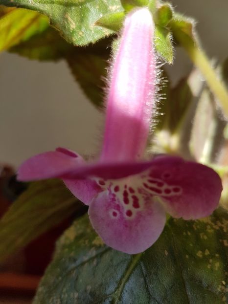 Marta - KOHLERIILE MELE 2017