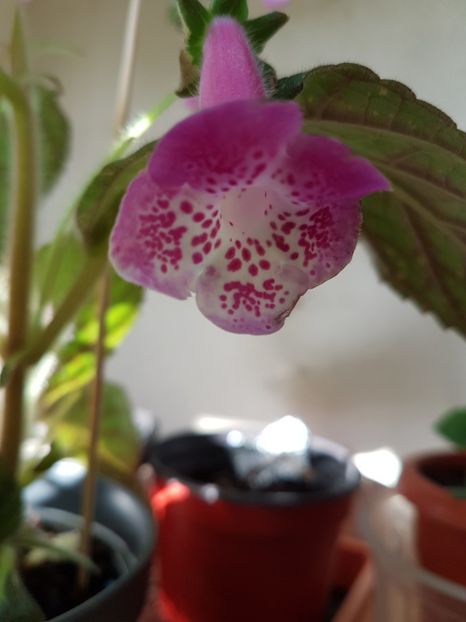 Marta - KOHLERIILE MELE 2017