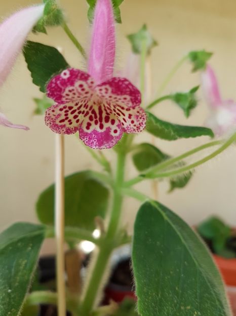 Lisa - KOHLERIILE MELE 2017