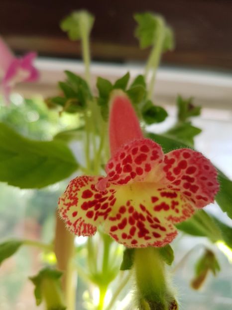 Ni.s Ingrid - KOHLERIILE MELE 2017