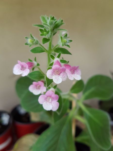 Pink Schadow - KOHLERIILE MELE 2017